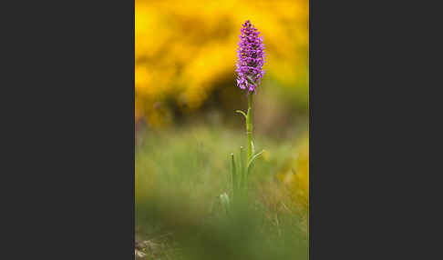 Große Händelwurz (Gymnadenia conopsea)