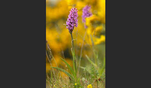 Große Händelwurz (Gymnadenia conopsea)