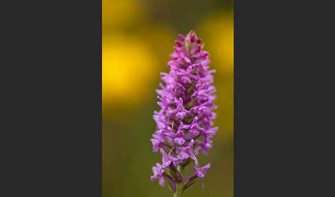 Große Händelwurz (Gymnadenia conopsea)