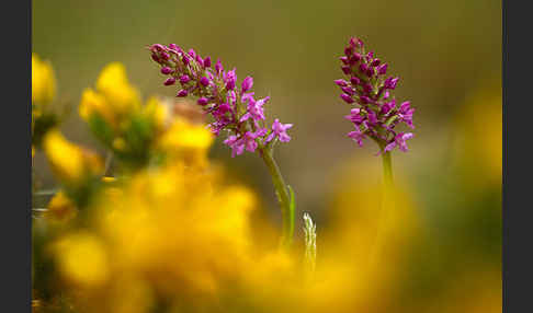 Große Händelwurz (Gymnadenia conopsea)