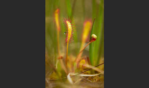 Langblättriger Sonnentau (Drosera longifolia)