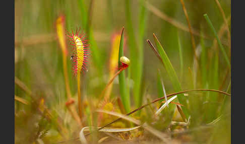 Langblättriger Sonnentau (Drosera longifolia)