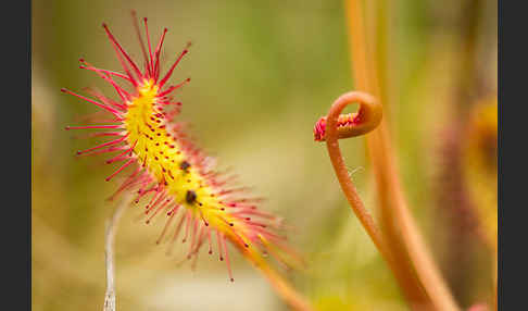 Langblättriger Sonnentau (Drosera longifolia)