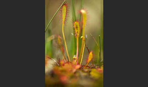 Langblättriger Sonnentau (Drosera longifolia)