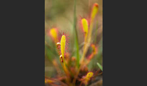 Langblättriger Sonnentau (Drosera longifolia)