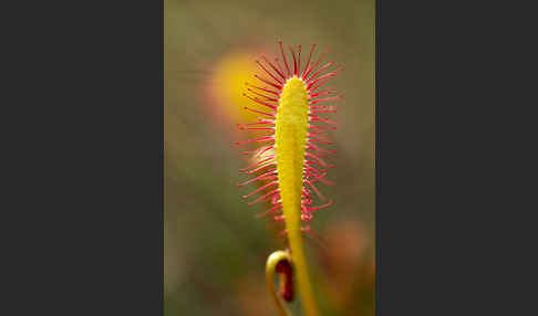 Langblättriger Sonnentau (Drosera longifolia)