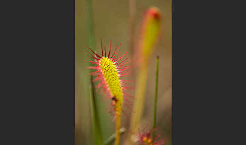 Langblättriger Sonnentau (Drosera longifolia)