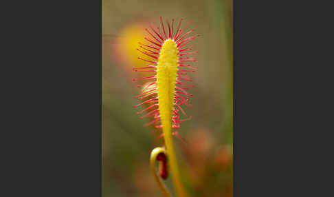 Langblättriger Sonnentau (Drosera longifolia)