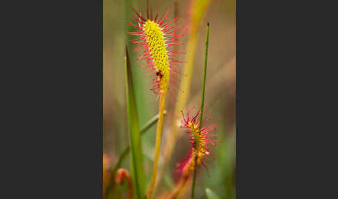 Langblättriger Sonnentau (Drosera longifolia)