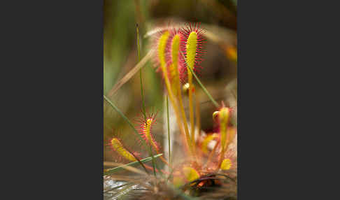 Langblättriger Sonnentau (Drosera longifolia)