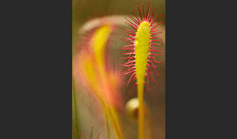 Langblättriger Sonnentau (Drosera longifolia)