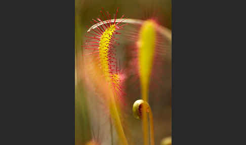 Langblättriger Sonnentau (Drosera longifolia)