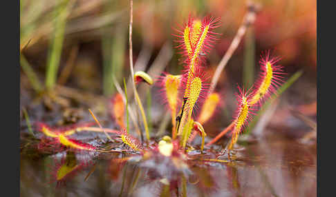 Langblättriger Sonnentau (Drosera longifolia)