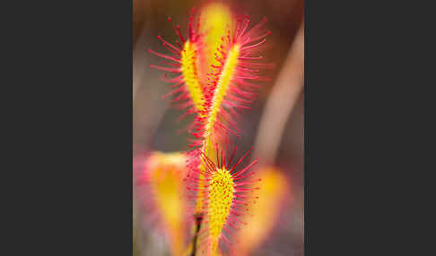 Langblättriger Sonnentau (Drosera longifolia)