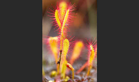 Langblättriger Sonnentau (Drosera longifolia)