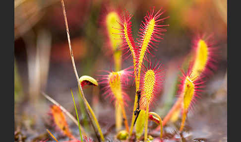 Langblättriger Sonnentau (Drosera longifolia)