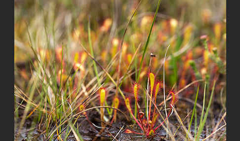 Langblättriger Sonnentau (Drosera longifolia)