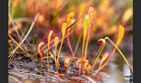 Langblättriger Sonnentau (Drosera longifolia)