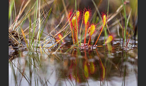 Langblättriger Sonnentau (Drosera longifolia)