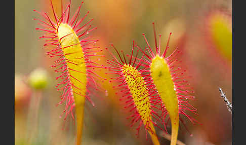 Langblättriger Sonnentau (Drosera longifolia)