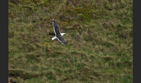 Mantelmöwe (Larus marinus)