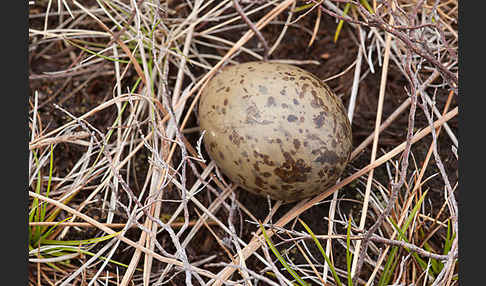 Kiebitz (Vanellus vanellus)