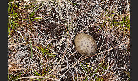 Kiebitz (Vanellus vanellus)