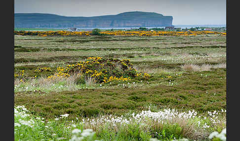 Stechginster (Ulex europaeus)