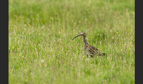 Großer Brachvogel (Numenius arquata)