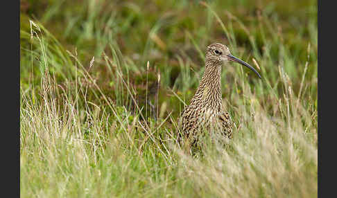 Großer Brachvogel (Numenius arquata)