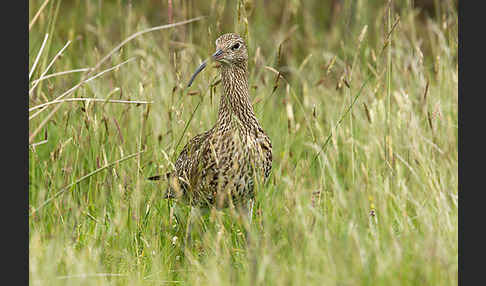 Großer Brachvogel (Numenius arquata)