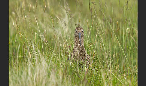 Großer Brachvogel (Numenius arquata)