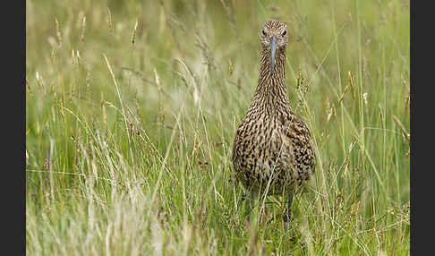 Großer Brachvogel (Numenius arquata)