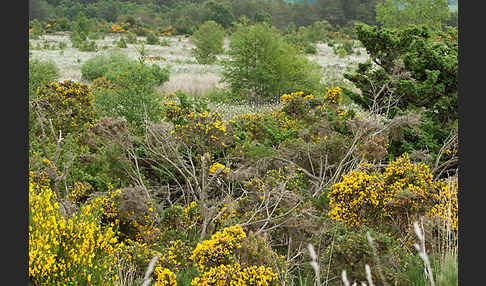 Stechginster (Ulex europaeus)