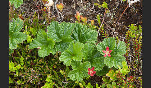 Moltebeere (Rubus chamaemorus)