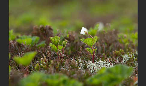 Moltebeere (Rubus chamaemorus)