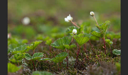 Moltebeere (Rubus chamaemorus)