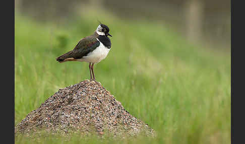 Kiebitz (Vanellus vanellus)