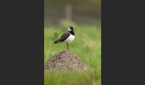 Kiebitz (Vanellus vanellus)