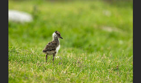 Kiebitz (Vanellus vanellus)