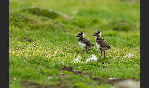 Kiebitz (Vanellus vanellus)