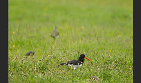 Kiebitz (Vanellus vanellus)