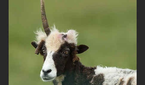 Manx-Loaghtan Schaf (Ovis gmelini aries sspec.6)