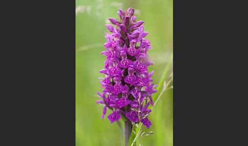 Fleischfarbenes Knabenkraut subsp. (Dactylorhiza incarnata subsp. coccinea)