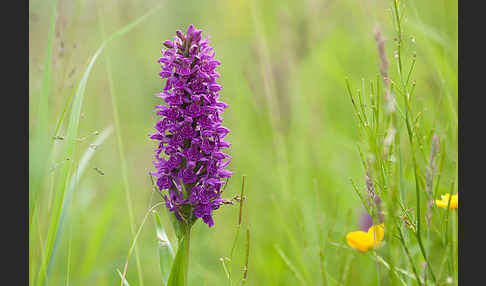 Fleischfarbenes Knabenkraut subsp. (Dactylorhiza incarnata subsp. coccinea)