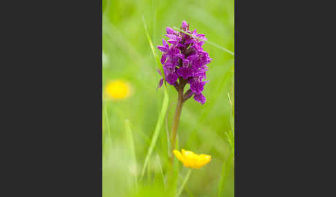 Fleischfarbenes Knabenkraut subsp. (Dactylorhiza incarnata subsp. coccinea)