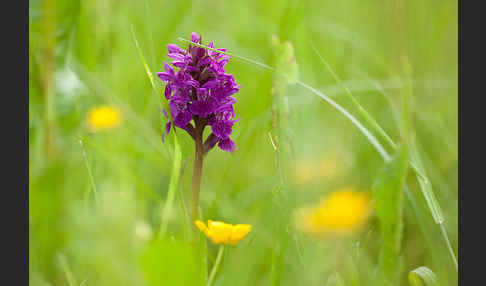 Fleischfarbenes Knabenkraut subsp. (Dactylorhiza incarnata subsp. coccinea)