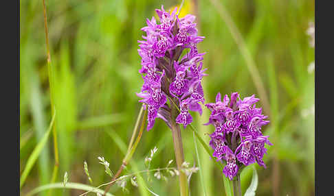 Fleischfarbenes Knabenkraut subsp. (Dactylorhiza incarnata subsp. coccinea)