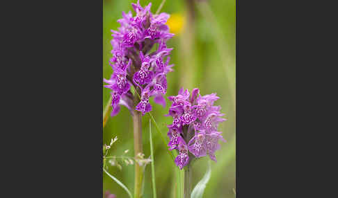 Fleischfarbenes Knabenkraut subsp. (Dactylorhiza incarnata subsp. coccinea)