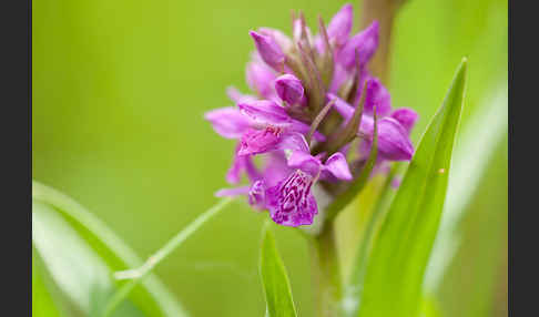 Fleischfarbenes Knabenkraut subsp. (Dactylorhiza incarnata subsp. coccinea)